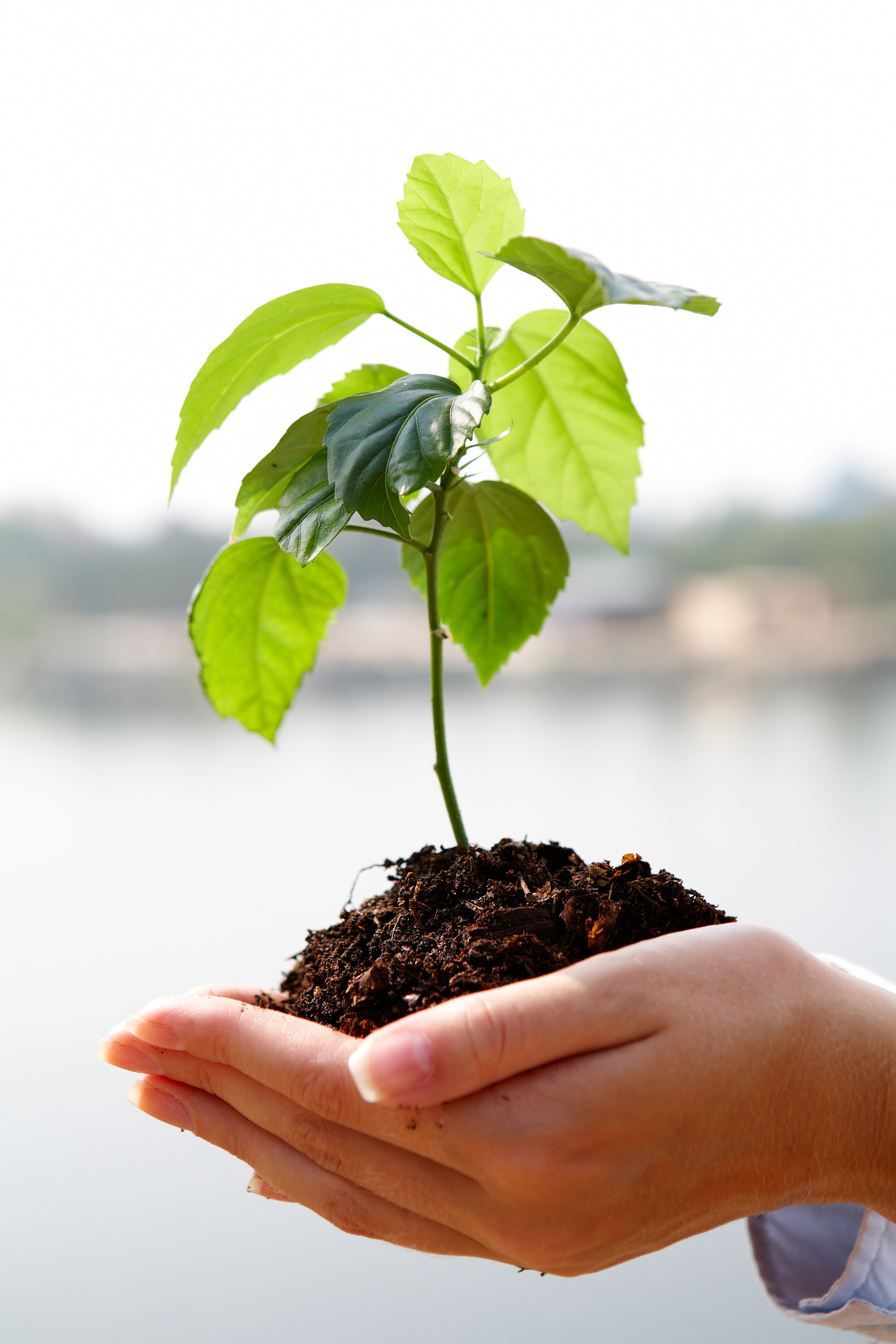 Growing Plant