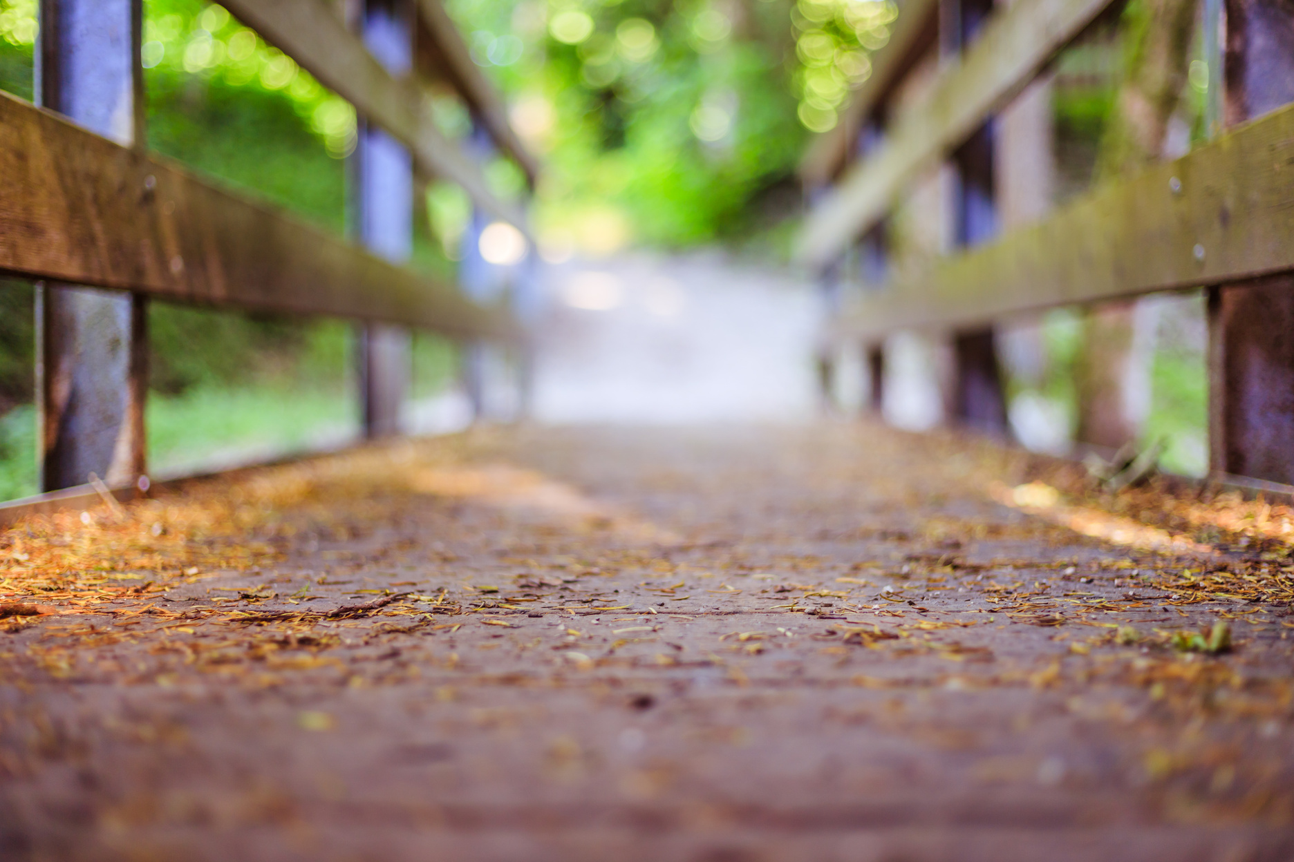 Adventures journey, self discovery: Wooden bridge in the forest, blurry background